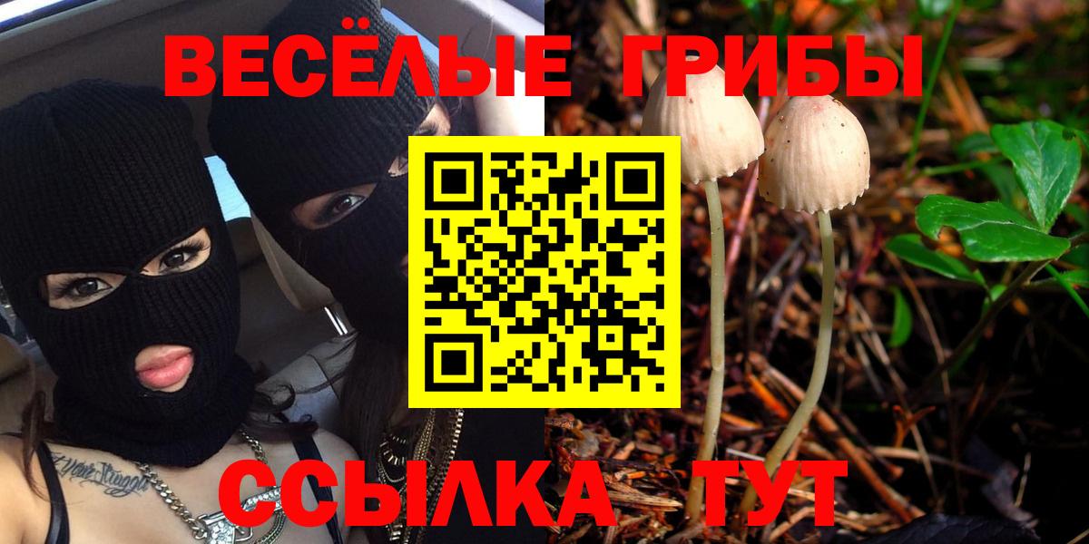 Галлюциногенные грибы прущие грибы Кандалакша